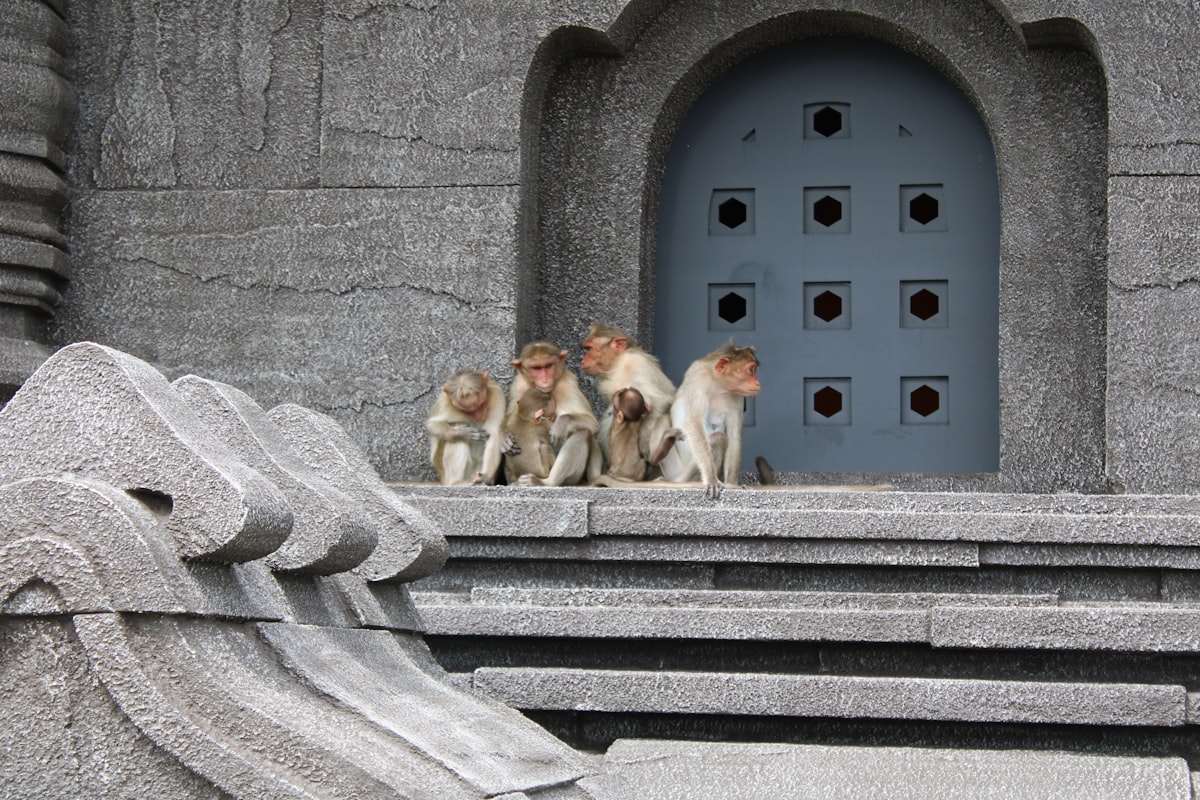 a group of monkeys sitting on a ledge related to Fun and Engaging Bedtime Game for Kids