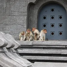 a group of monkeys sitting on a ledge related to Fun and Engaging Bedtime Game for Kids