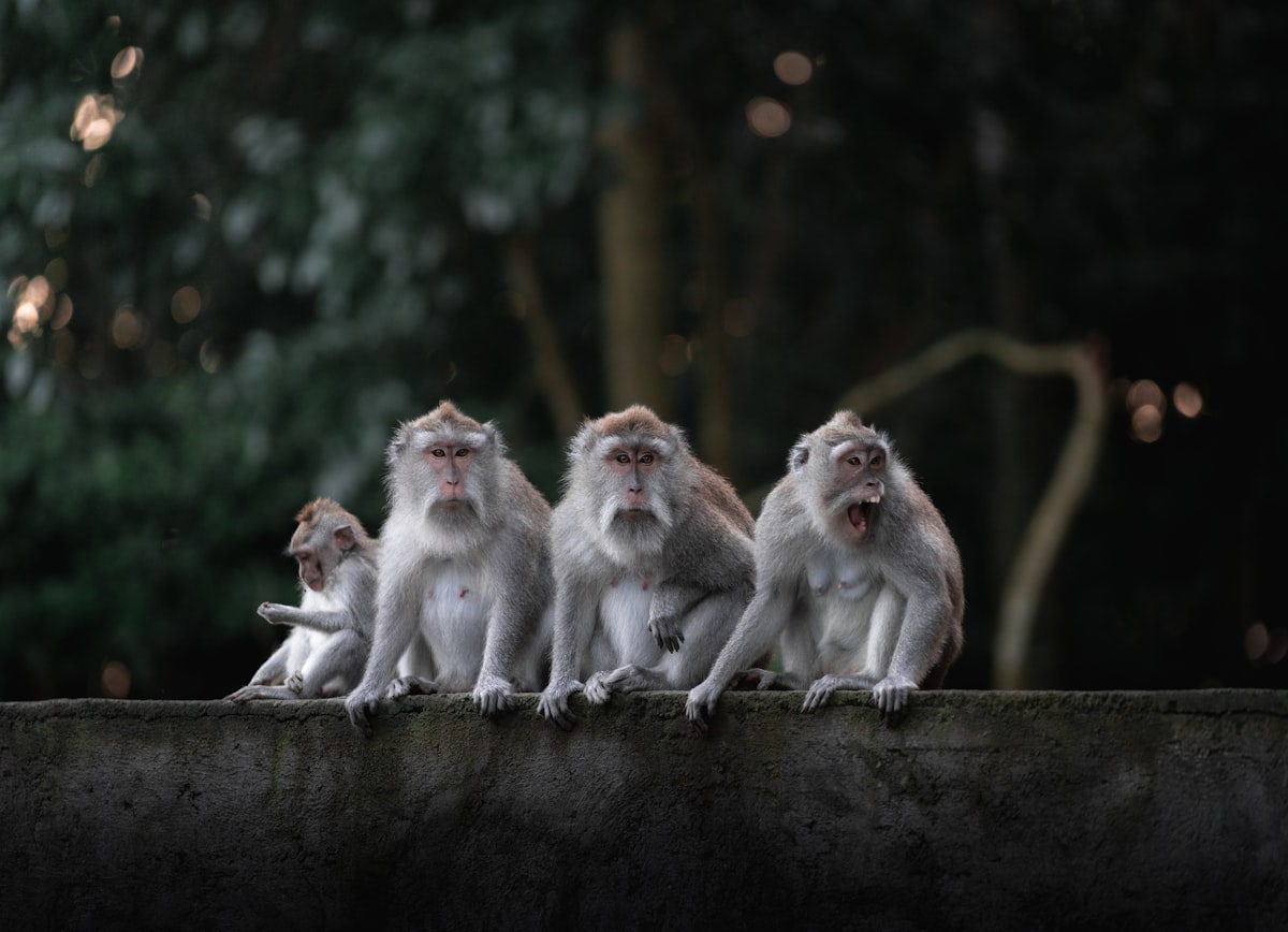 a group of monkeys sitting on top of a cement wall related to The Classic Rhyme that Fills Children's Days with Joy: Five Little Monkeys Jumping on the Bed