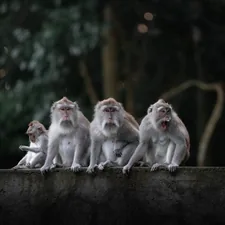 a group of monkeys sitting on top of a cement wall related to The Classic Rhyme that Fills Children's Days with Joy: Five Little Monkeys Jumping on the Bed