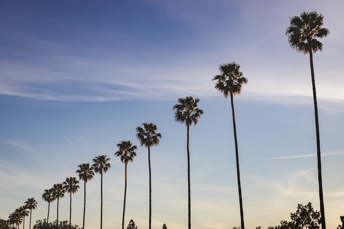 a group of palm trees related to Understanding the Size of a California King Bed: Is It Right for You?