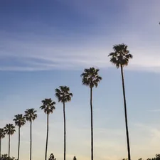 a group of palm trees related to Understanding the Size of a California King Bed: Is It Right for You?