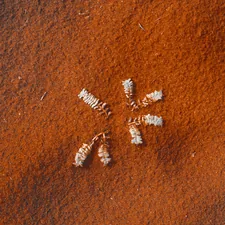 a group of small white objects in the sand related to The Unwelcome Guests: Detailed Images of Bed Bugs