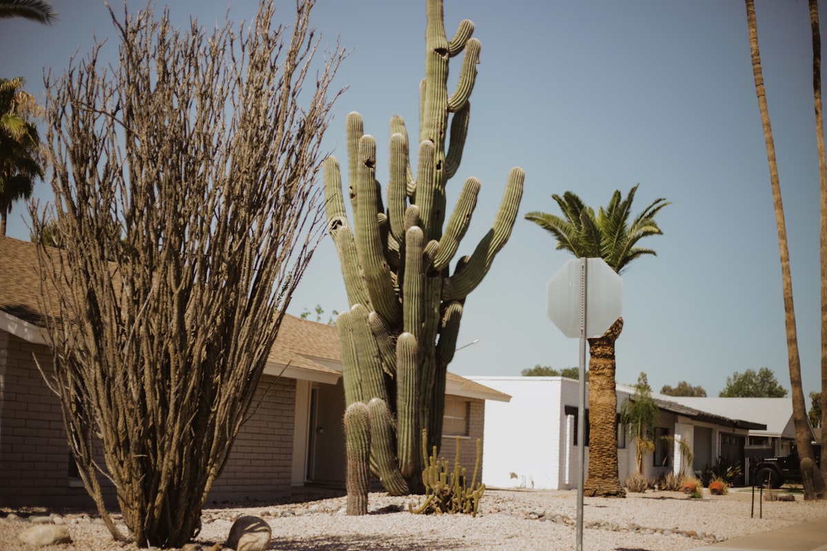 a group of trees with a building in the background related to Exploring the Charm of Bed and Breakfasts in Phoenix