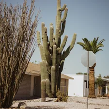 a group of trees with a building in the background related to Exploring the Charm of Bed and Breakfasts in Phoenix