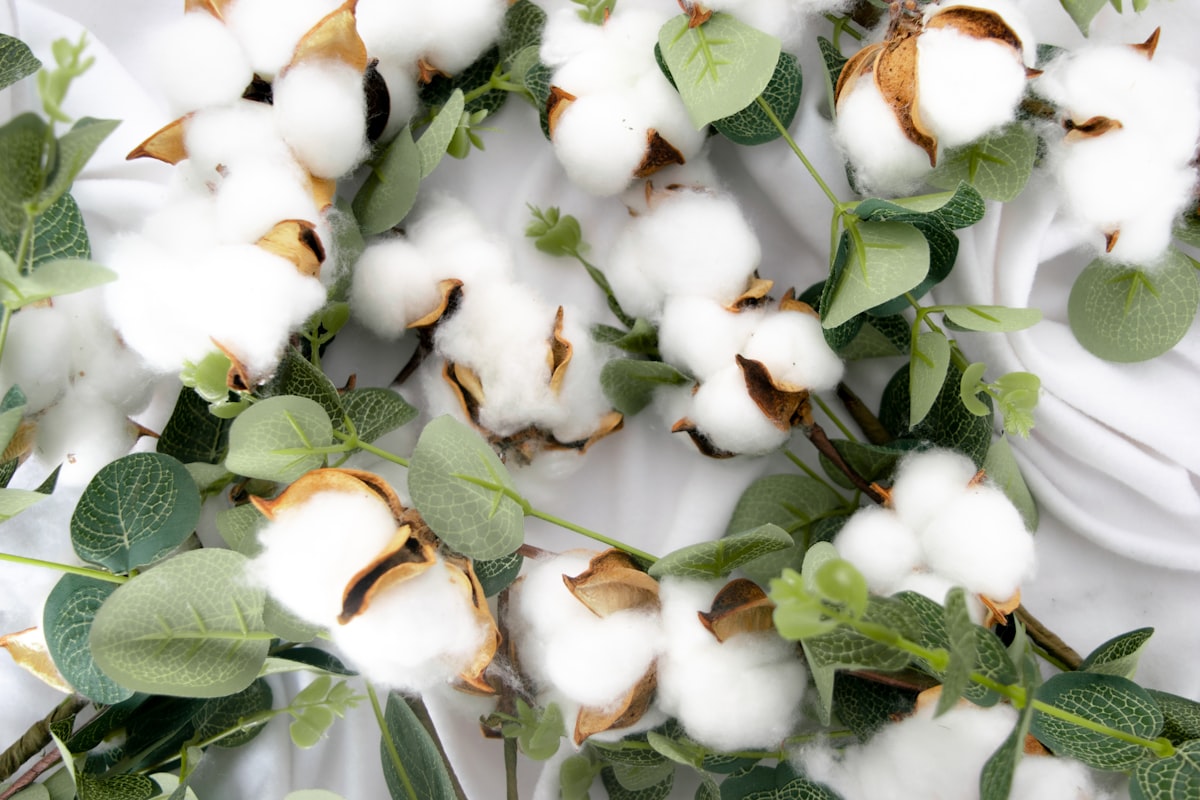 a group of white flowers related to The Benefits of Choosing Organic Cotton Coverlets