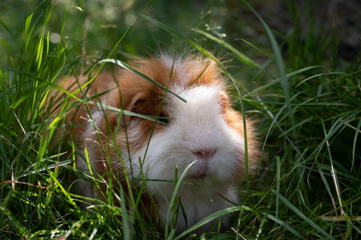 a guinea pig in the grass related to Choosing the Best Bedding for Your Guinea Pigs: A Comprehensive Guide