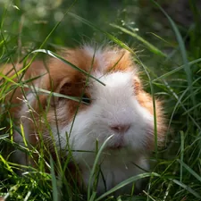 a guinea pig in the grass related to Choosing the Best Bedding for Your Guinea Pigs: A Comprehensive Guide
