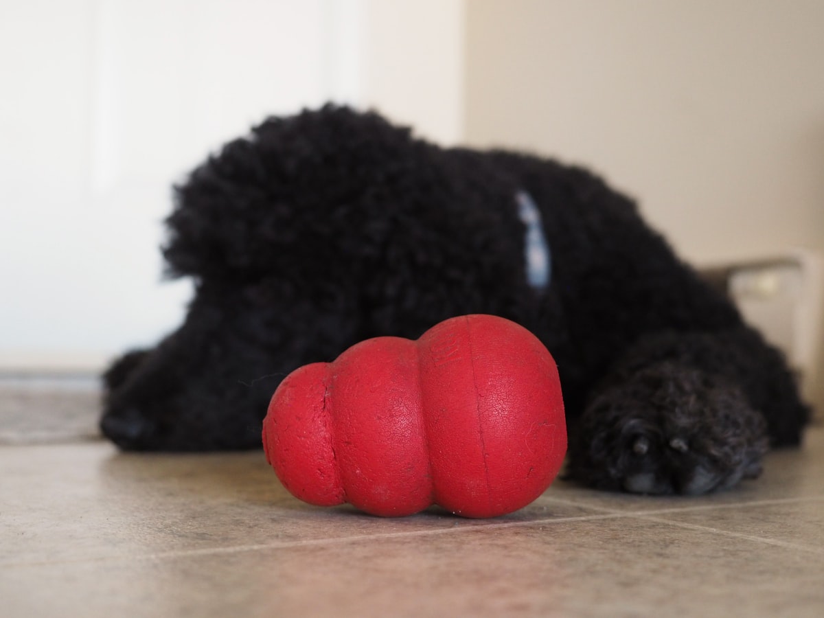 A Kong with a black dog sleeping in the background. related to The Ultimate Kong Dog Bed: A Comfortable Haven for Your Furry Friend