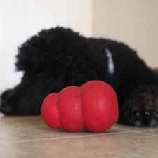 A Kong with a black dog sleeping in the background. related to The Ultimate Kong Dog Bed: A Comfortable Haven for Your Furry Friend