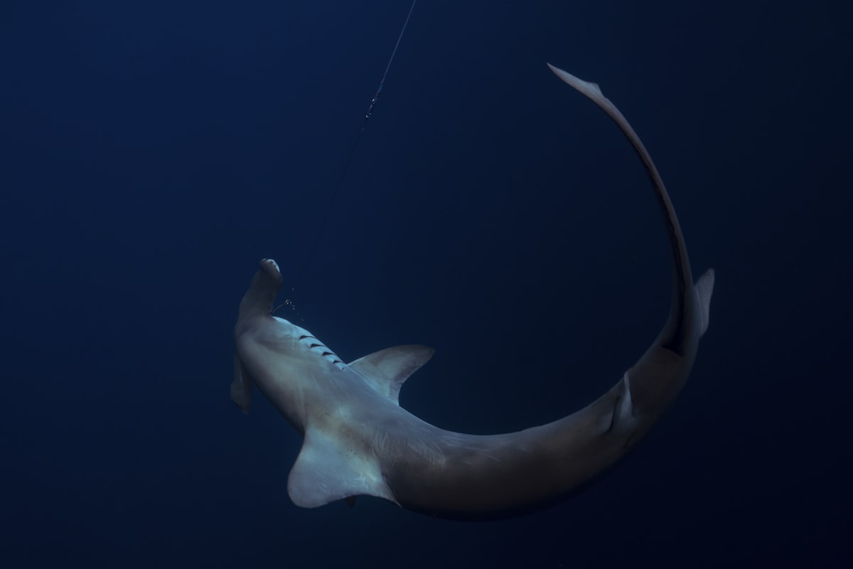 a large shark is hooked up to a hook related to The Rise of Shark Vacuum Cleaners at Bed Bath & Beyond