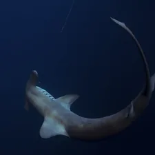 a large shark is hooked up to a hook related to The Rise of Shark Vacuum Cleaners at Bed Bath & Beyond