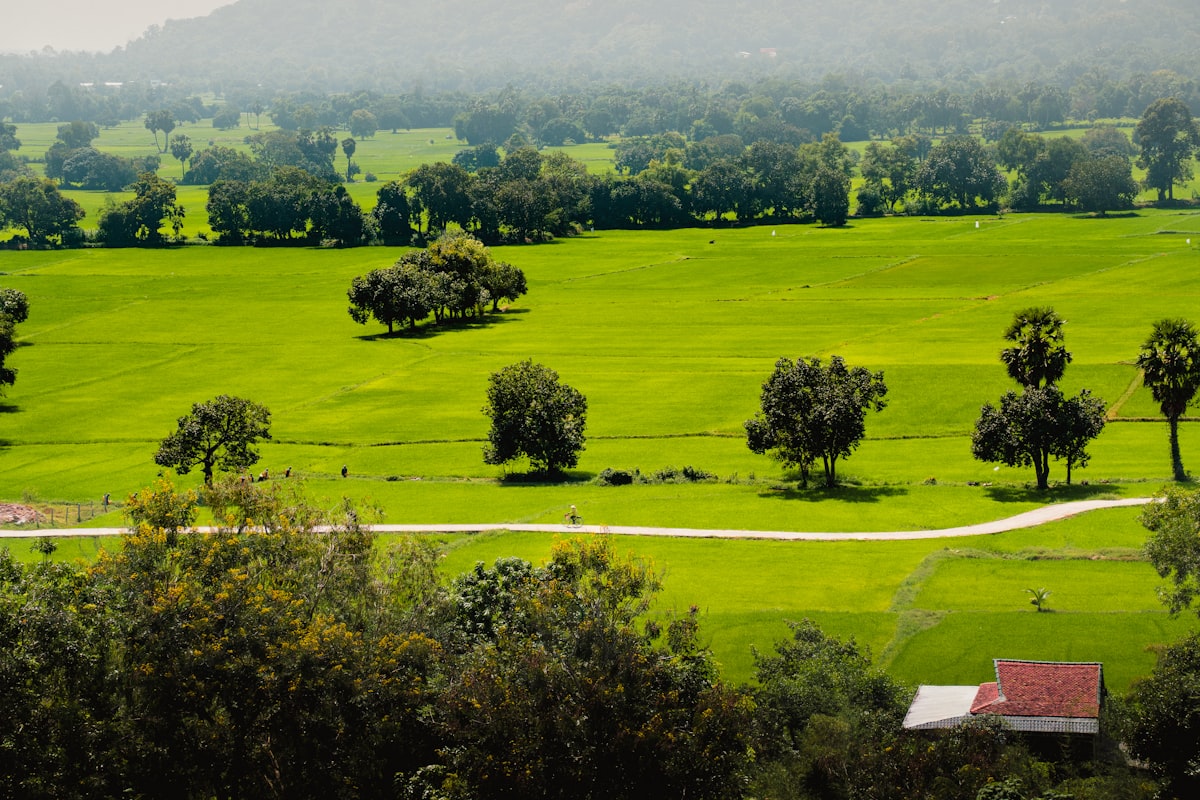 A lush green field surrounded by trees and mountains related to Discover the Charm of Bed and Breakfast Hill Country