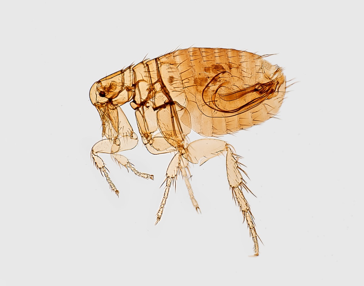 A magnified left lateral view of a male Oriental rat flea, Xenopsylla cheopis, a well-known bubonic plague vector. This specimen was harvested from the hide of a Malaysian house rat, Rattus rattus diardii, which had been located in a rural village in the Bojolali Regency District, of the Central Java Province of Indonesia, on April 4, 1968. Photographer: James Gathany related to The Itchy Truth About Bed Bug Bites