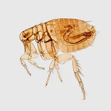 A magnified left lateral view of a male Oriental rat flea, Xenopsylla cheopis, a well-known bubonic plague vector. This specimen was harvested from the hide of a Malaysian house rat, Rattus rattus diardii, which had been located in a rural village in the Bojolali Regency District, of the Central Java Province of Indonesia, on April 4, 1968. Photographer: James Gathany related to The Itchy Truth About Bed Bug Bites