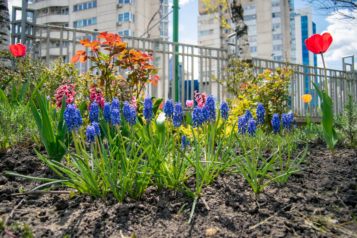 A patch of beautiful purple hyacinth flowers. related to Essential Guide to Flower Beds for Beginners