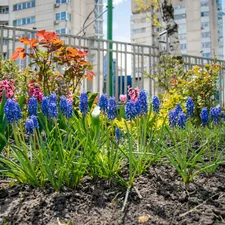 A patch of beautiful purple hyacinth flowers. related to Essential Guide to Flower Beds for Beginners
