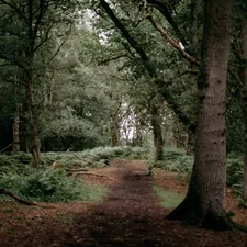 a path through a forest with lots of trees related to Whimsical Woodland Dreams: A Guide to Woodland Themed Nursery Bedding