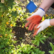 a person wearing gloves and gardening gloves plants in a garden related to Enhancing Your Garden with Precision Edging Tools
