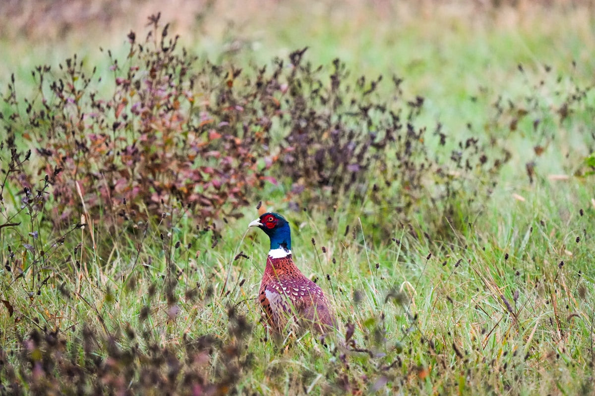 A pheasant stands in tall grass and brush related to Discover the Charm of Pheasant Field Bed and Breakfast