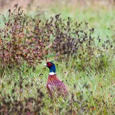 A pheasant stands in tall grass and brush related to Discover the Charm of Pheasant Field Bed and Breakfast