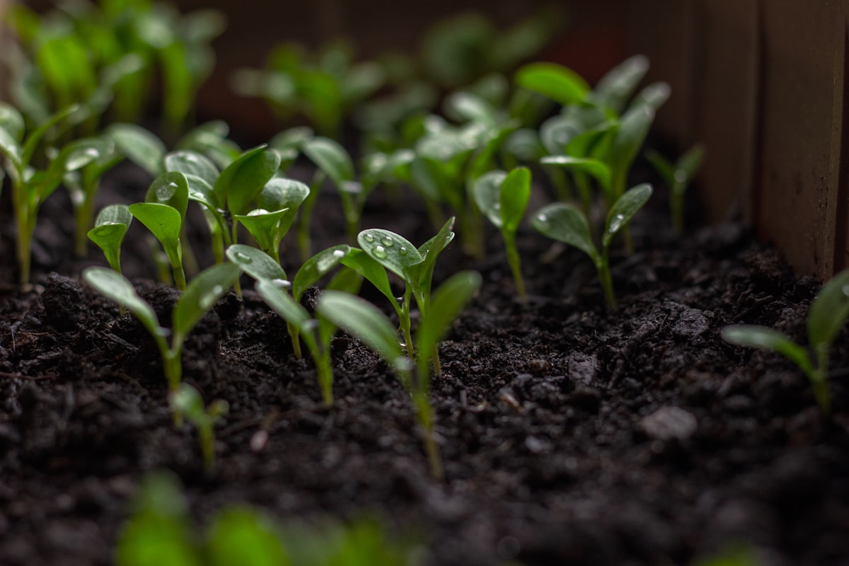 a plant growing in a pot related to The Ultimate Guide to Choosing the Best Raised Bed Garden Soil