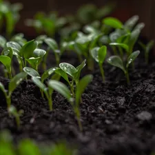 a plant growing in a pot related to The Ultimate Guide to Choosing the Best Raised Bed Garden Soil