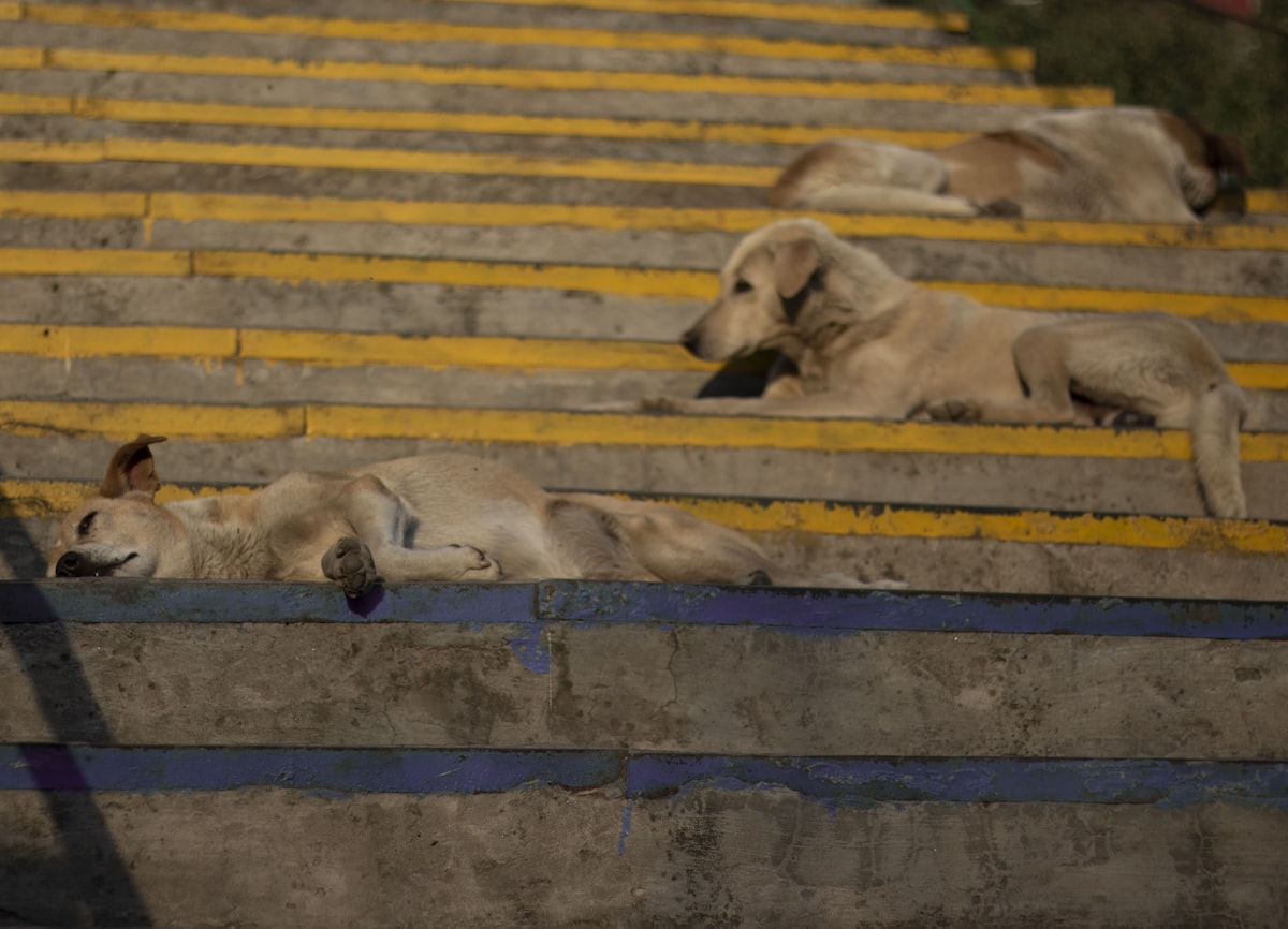 A posse of dogs related to Simple Steps to Help Your Dog Get into Bed with Ease