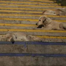 A posse of dogs related to Simple Steps to Help Your Dog Get into Bed with Ease