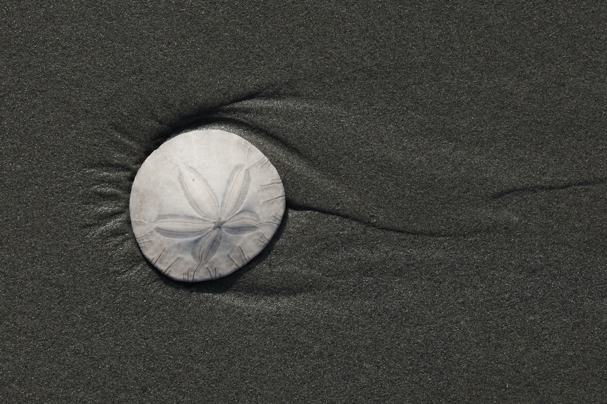 a sand dollar sitting on top of a sandy beach related to Couples Take A New Approach To Romantic Getaways: The Ultimate Guide To Clam Shell Bed