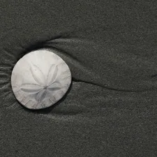 a sand dollar sitting on top of a sandy beach related to Couples Take A New Approach To Romantic Getaways: The Ultimate Guide To Clam Shell Bed