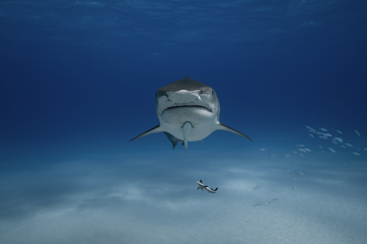 a shark swimming in the ocean with a fish nearby related to Shark Vacuum at Bed Bath and Beyond: Ultimate Cleaning Experience