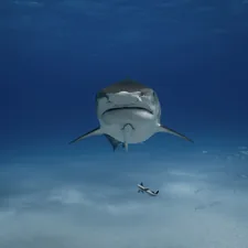 a shark swimming in the ocean with a fish nearby related to Shark Vacuum at Bed Bath and Beyond: Ultimate Cleaning Experience