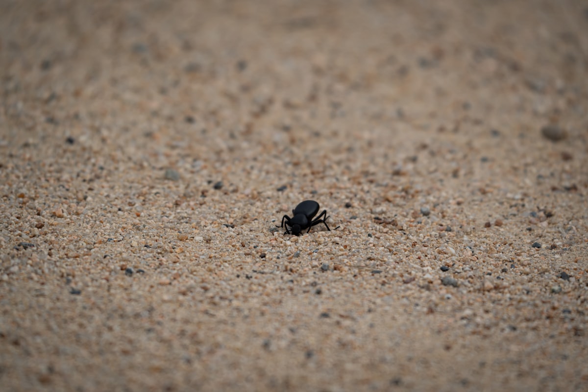 A small black beetle on sandy ground related to The Unseen Threat: Understanding Black Bed Bugs