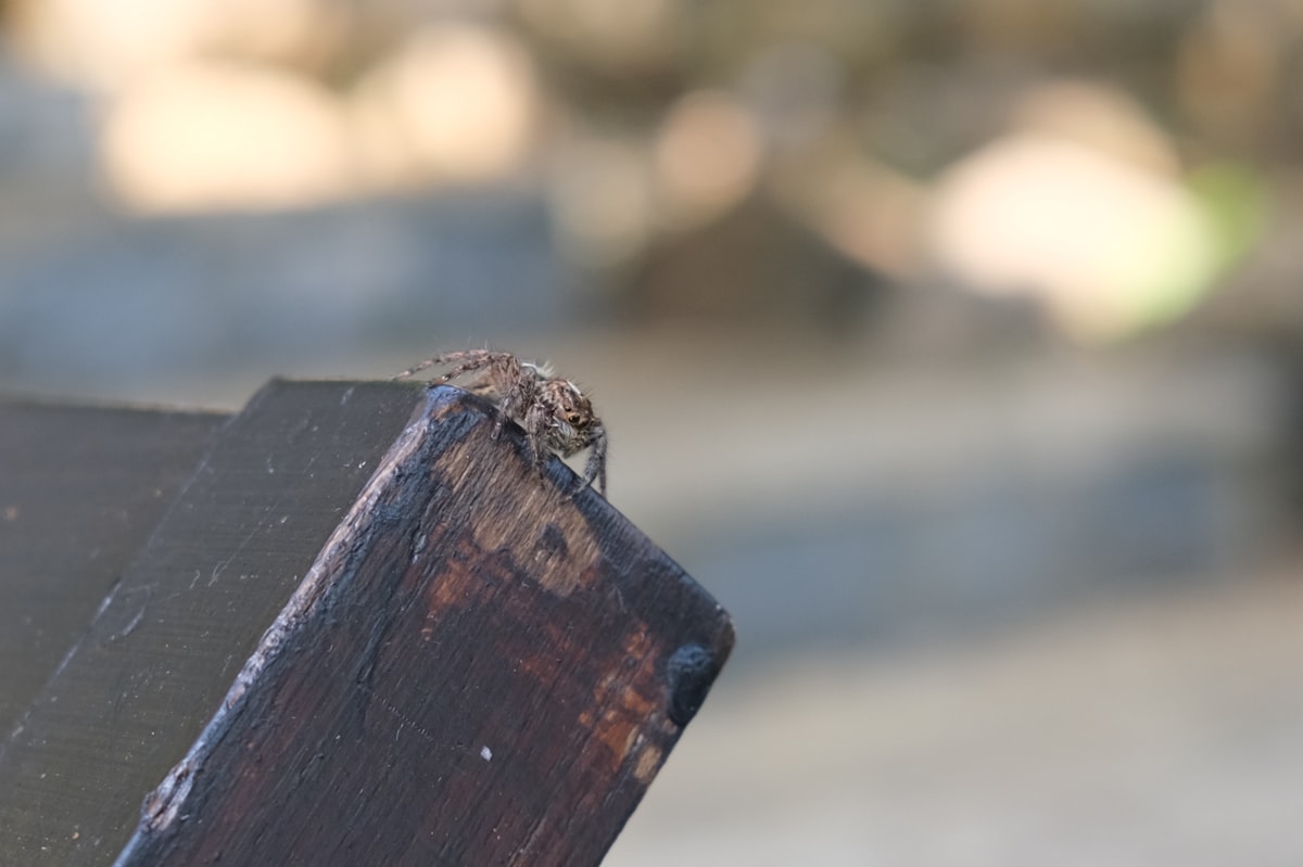 A small insect rests on a wooden surface. related to Enhance Your Bedroom with a Stylish Foot of the Bed Bench