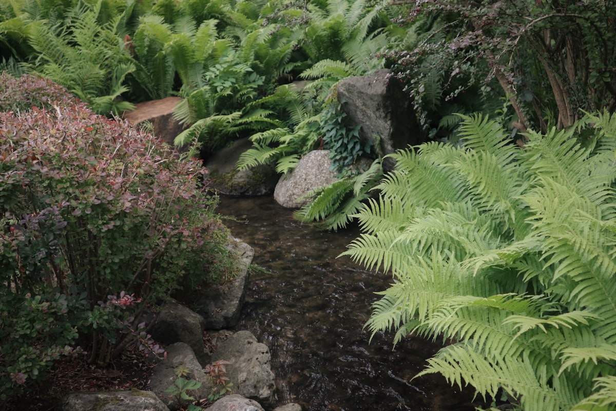 a small stream in a tropical area related to Transform Your Yard with Stunning Dry Creek Bed Landscaping