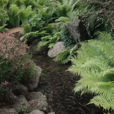 a small stream in a tropical area related to Transform Your Yard with Stunning Dry Creek Bed Landscaping