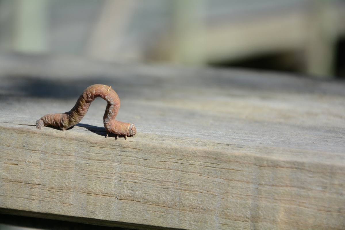 a snail on a wood surface related to Creating a Sustainable Worm Bed