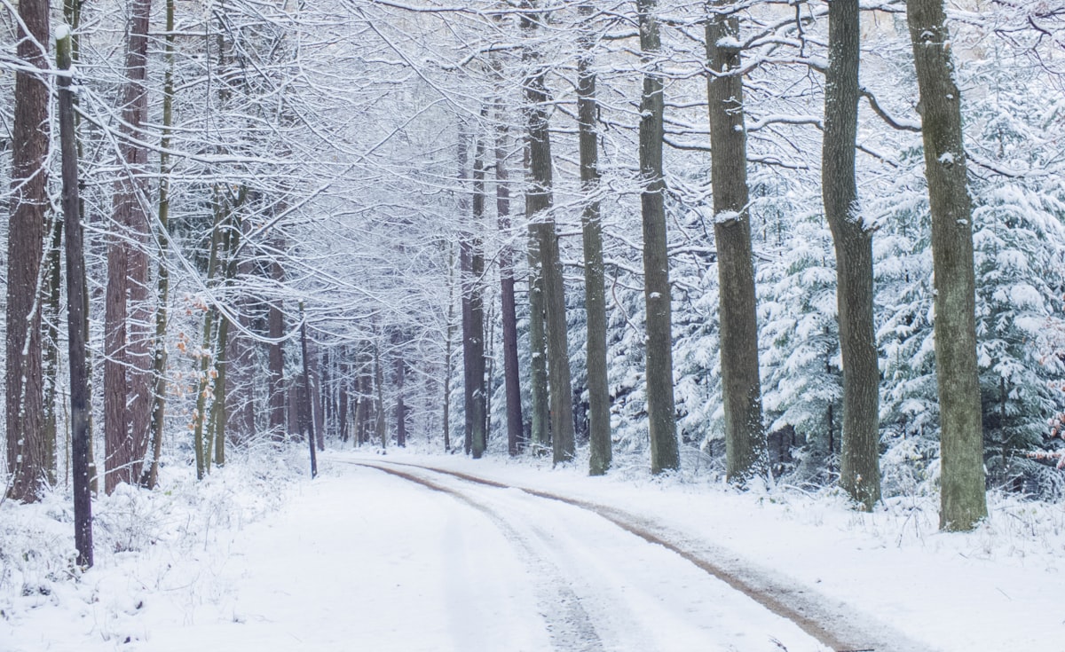 A snowy road in the middle of a forest related to The Chill Factor: Exploring the Trend of Frozen Bed Sheets
