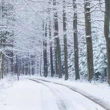 A snowy road in the middle of a forest related to The Chill Factor: Exploring the Trend of Frozen Bed Sheets