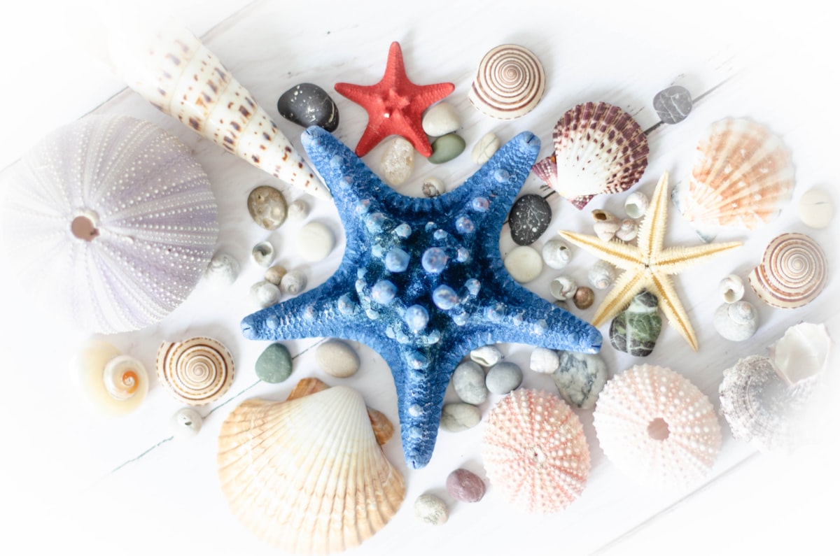 a starfish, shells, and other seashells are arranged on a white related to Transform Your Bedroom with Sea Life Bedding: A Fresh Coastal Vibe