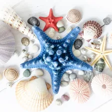 a starfish, shells, and other seashells are arranged on a white related to Transform Your Bedroom with Sea Life Bedding: A Fresh Coastal Vibe