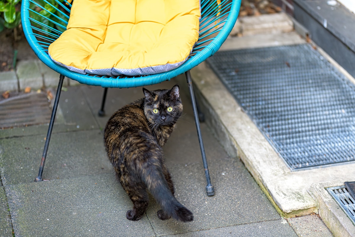 A tortoiseshell cat looks back from under a blue chair. related to Purrfect Outdoor Oasis: A Guide to Choosing the Best Outdoor Cat Bed