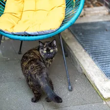 A tortoiseshell cat looks back from under a blue chair. related to Purrfect Outdoor Oasis: A Guide to Choosing the Best Outdoor Cat Bed
