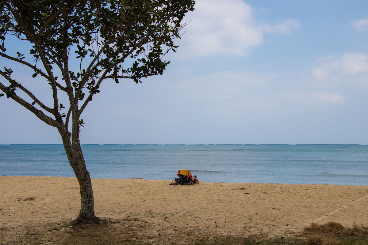 A tree on a beach with a body of water in the background related to Exploring the Benefits of a Ceragem Bed for Sale: Is It the Right Investment for You?
