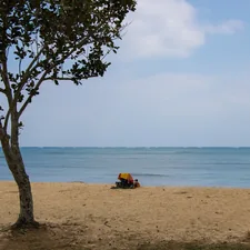 A tree on a beach with a body of water in the background related to Exploring the Benefits of a Ceragem Bed for Sale: Is It the Right Investment for You?