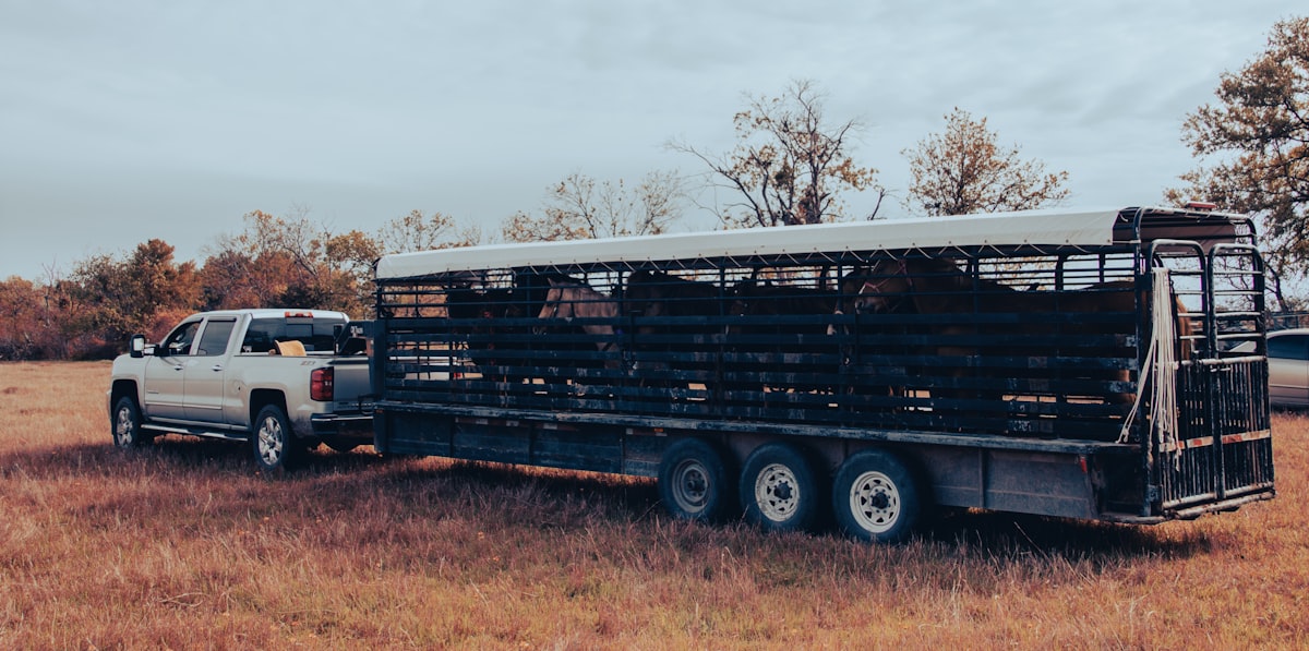 a truck with a trailer full of animals related to The Ultimate Guide to Western Hauler Beds