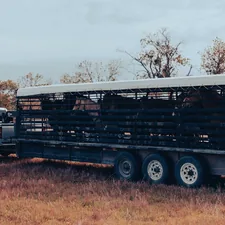 a truck with a trailer full of animals related to The Ultimate Guide to Western Hauler Beds