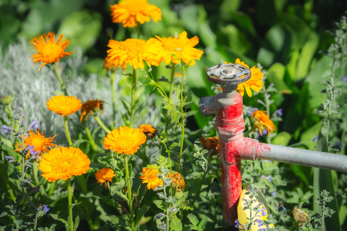 A vibrant cluster of bright yellow calendula flowers blooms beside a weathered red garden faucet in a lush cottage garden at Descanso Gardens, Los Angeles. Surrounded by green foliage and delicate herbs, the cheerful calendula blossoms add a burst of color and life to the scene. This photo captures the charm of backyard gardening, the beauty of healing herbs, and the inviting atmosphere of a flourishing outdoor space in spring. Perfect for illustrating home gardening, cottage gardens, and the appeal of edible flowers in natural settings. related to Effortless Floral Care: The Flower Bed Watering System Guide
