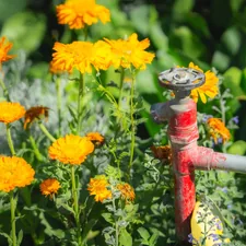 A vibrant cluster of bright yellow calendula flowers blooms beside a weathered red garden faucet in a lush cottage garden at Descanso Gardens, Los Angeles. Surrounded by green foliage and delicate herbs, the cheerful calendula blossoms add a burst of color and life to the scene. This photo captures the charm of backyard gardening, the beauty of healing herbs, and the inviting atmosphere of a flourishing outdoor space in spring. Perfect for illustrating home gardening, cottage gardens, and the appeal of edible flowers in natural settings. related to Effortless Floral Care: The Flower Bed Watering System Guide